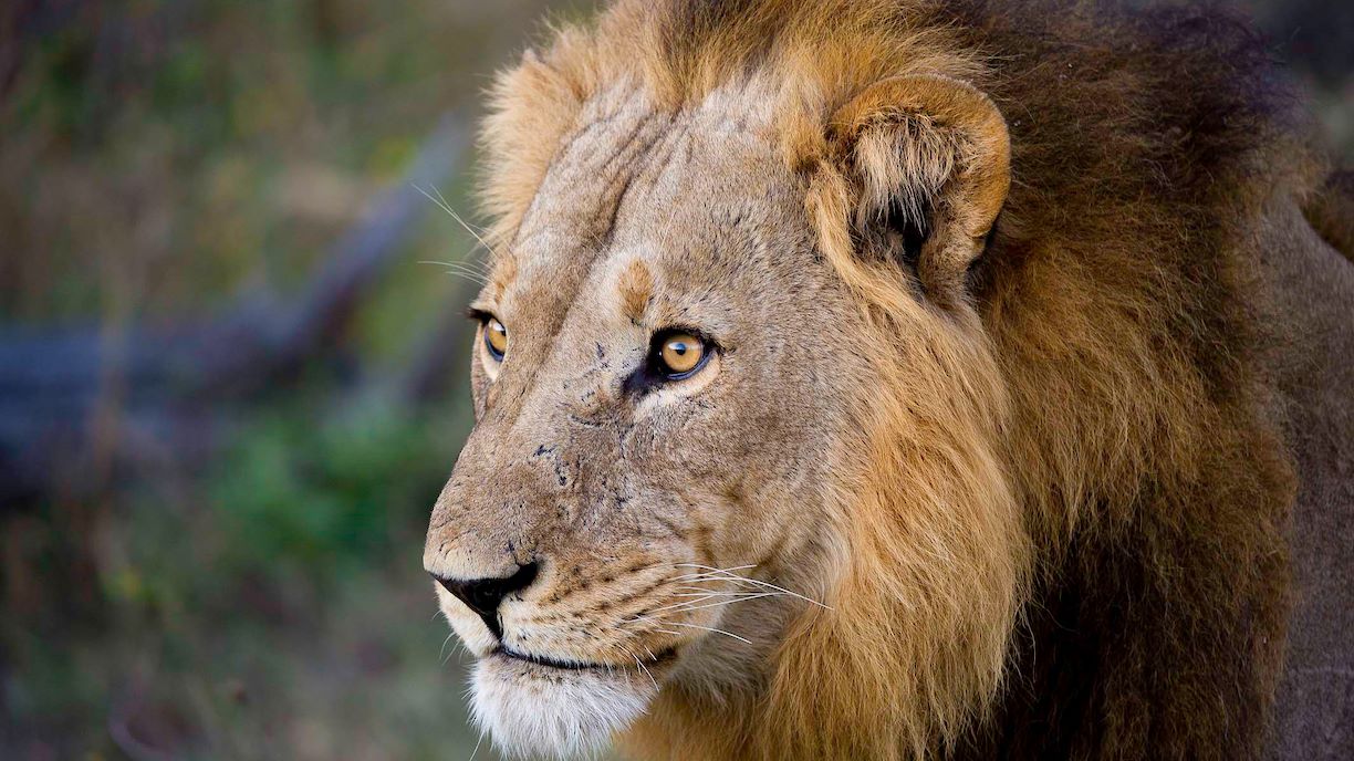 Wilderness pledges commitment to Lion Recovery Fund