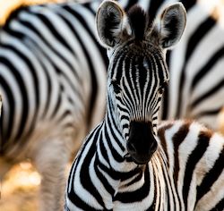 Wilderness Zimbabwe Wildlife Zebra