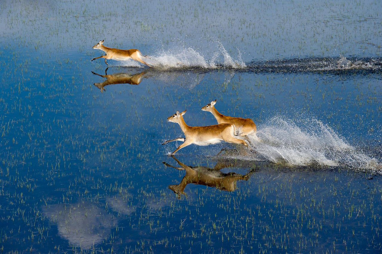 Wilderness Pelo Botswana Lechwe running through water