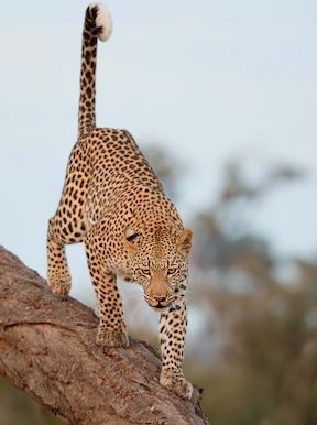 Wilderness Chitabe Botswana Wildlife Leopard