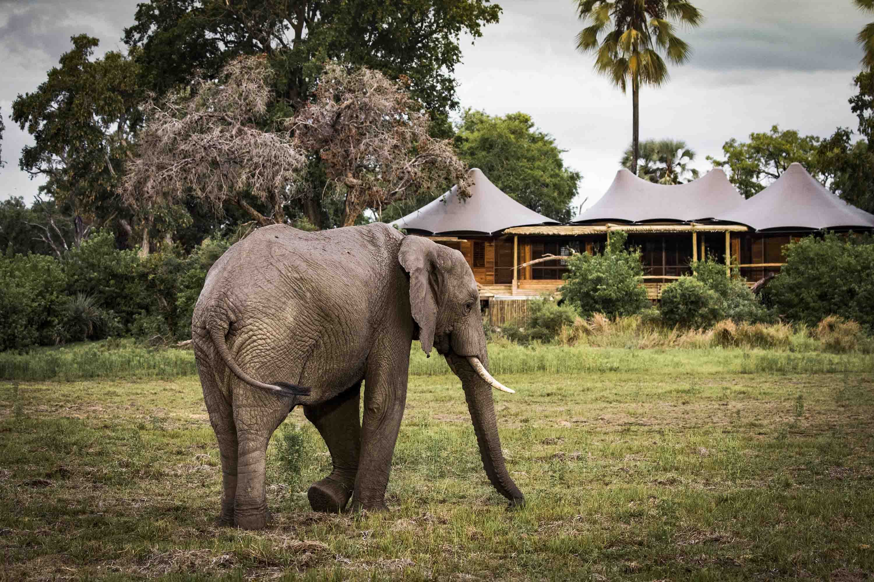 African Safari Itineraries To Inspire 2024 Travel | Wilderness