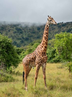 Wilderness Magashi Rwanda Wildlife Giraffe