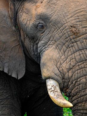 Wilderness Magashi Rwanda Wildlife Elephant