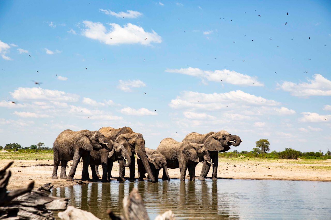 Wilderness Linkwasha Zimbabwe Elephants at Waterhole