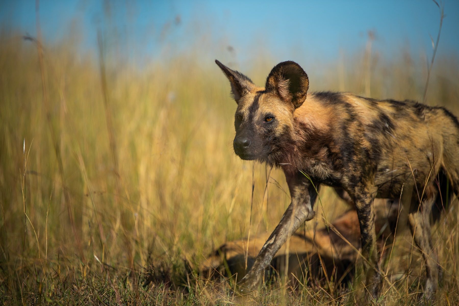 where is the best place to see african wild dogs