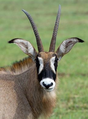 Shumba Camp Zambia | Busanga Plains | Wilderness