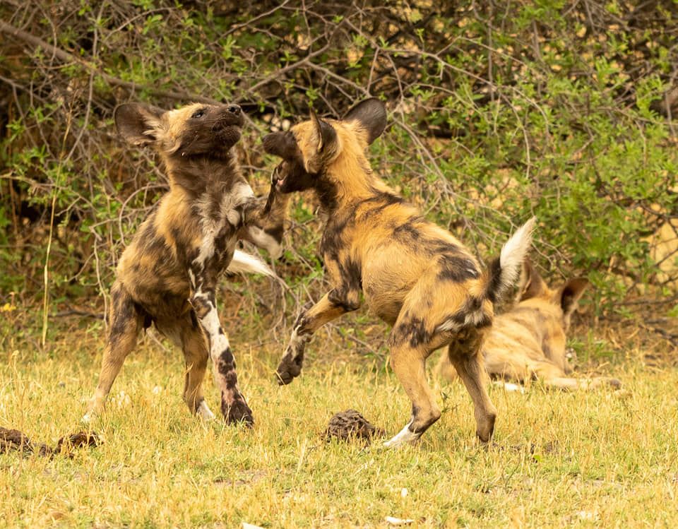 where is the best place to see african wild dogs