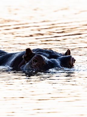 Wilderness Linkwasha Zimbabwe Wildlife Hippo