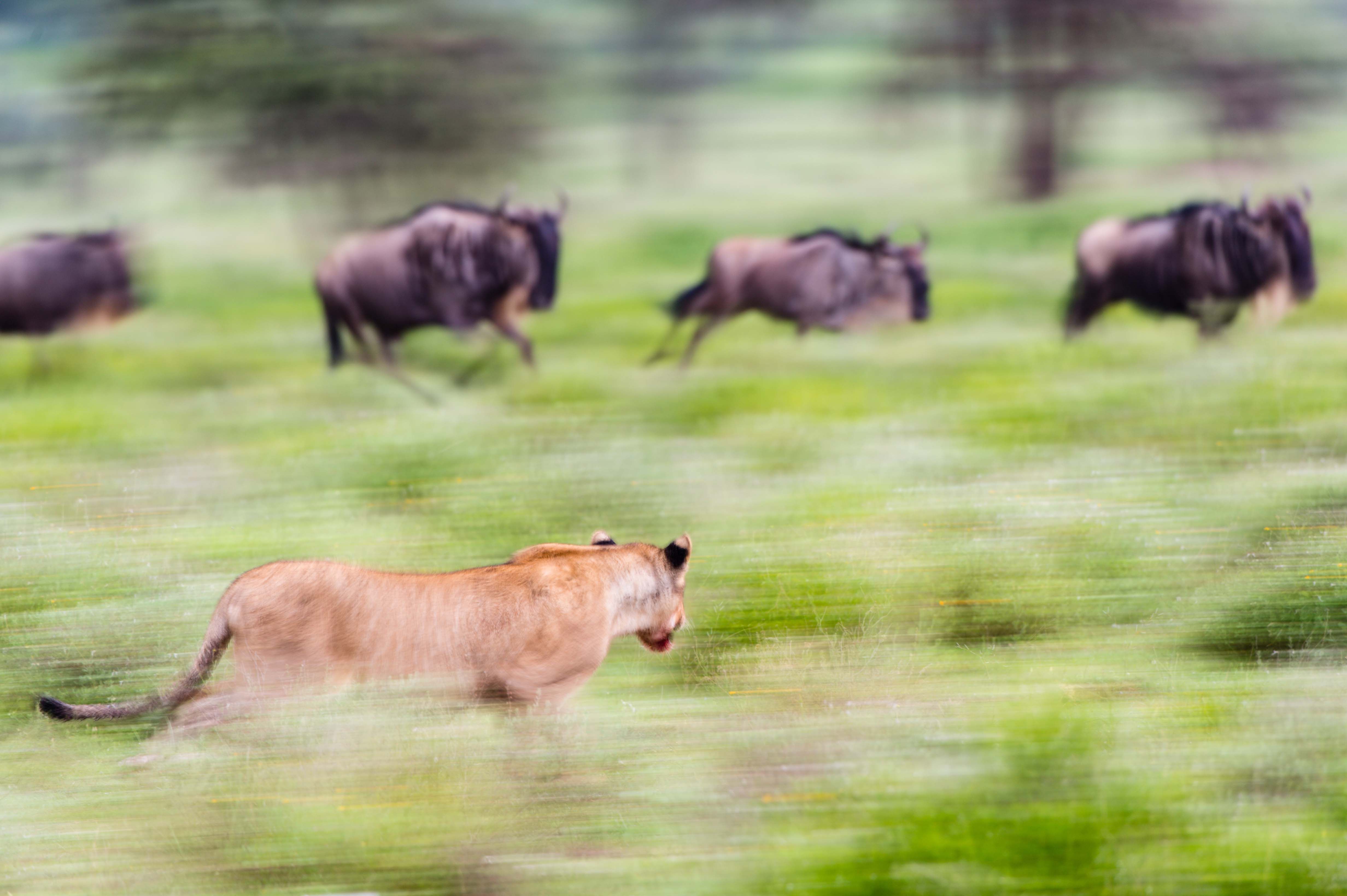 Mobile Camp Wilderness Usawa Opens in the Serengeti