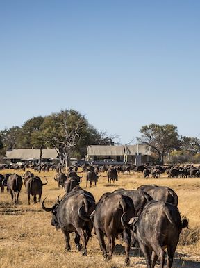 Wilderness Linkwasha Zimbabwe Wildlife Buffalo