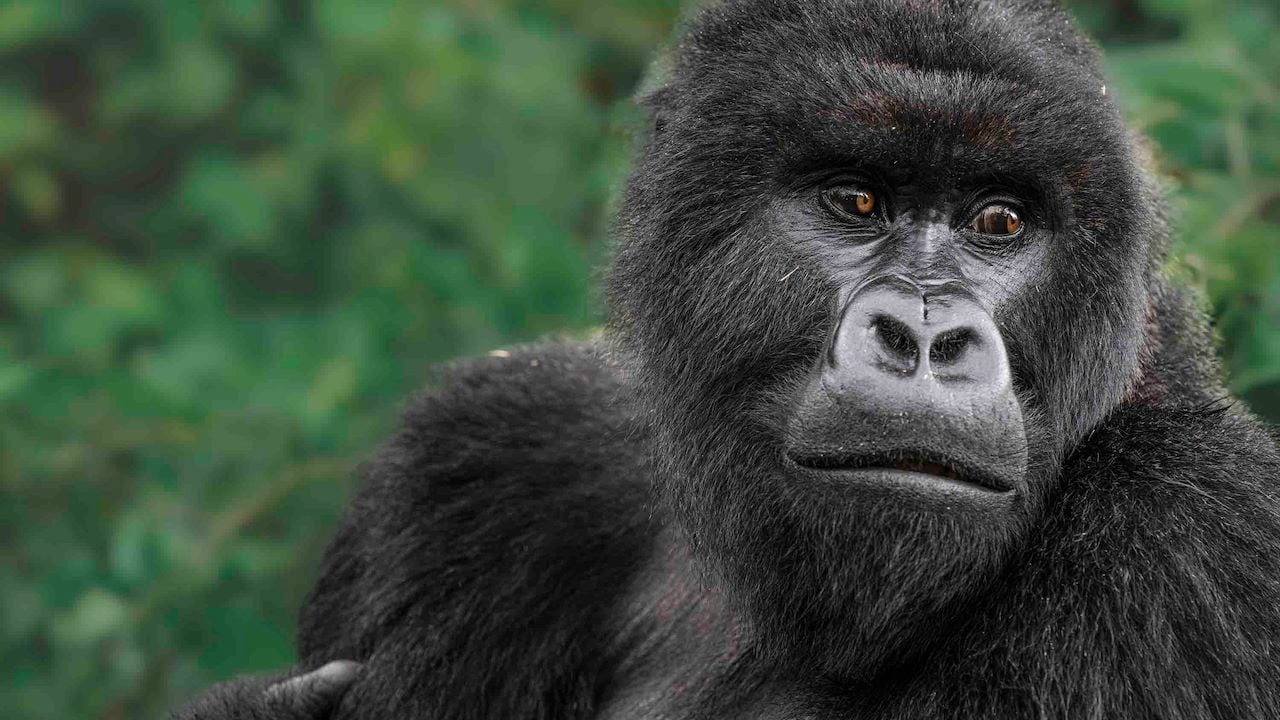 Wilderness Bisate | Rwandas mountain gorilla populations rebirth