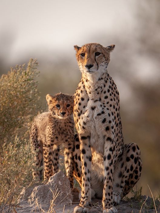 Wilderness Chitabe Botswana Wildlife Cheetah & Cub