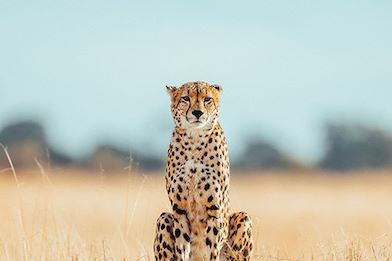Wilderness Hwange Wildlife Cheetah
