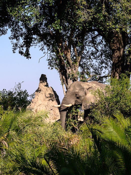 Wilderness Jacana Botswana Elephant on Island Forest