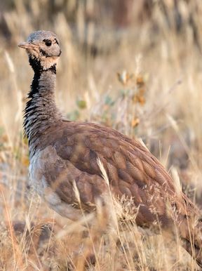 Wilderness Damaraland Camp Namibia Wildlife Ruppels Korhaan