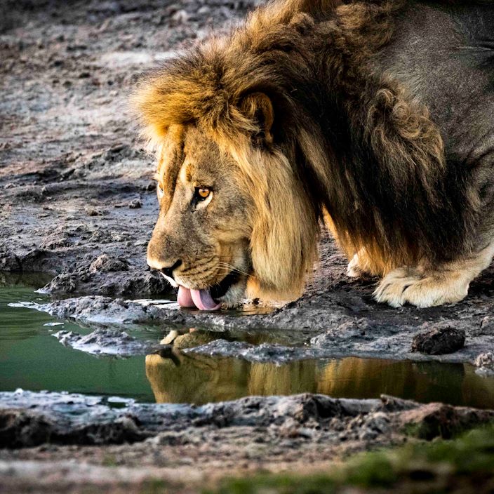 Wilderness Linkwasha Zimbabwe Lion Drinking