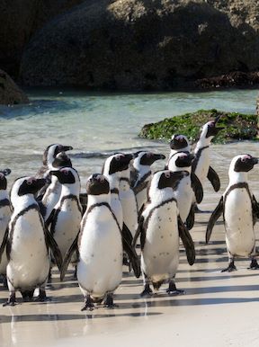 Boulders Beach Penguins Cape Town Wilderness Touring