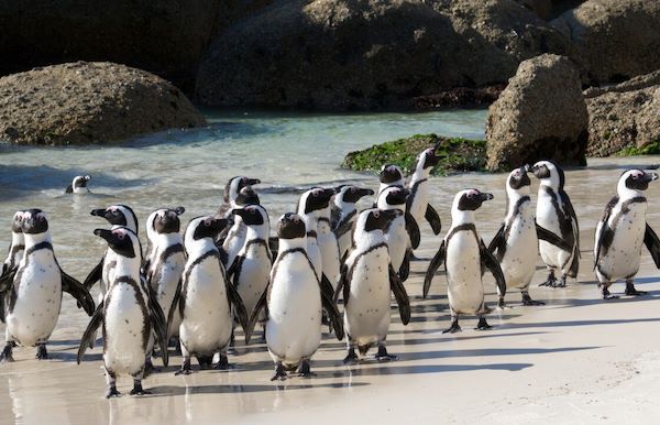 Boulders Beach Penguins Cape Town Wilderness Touring