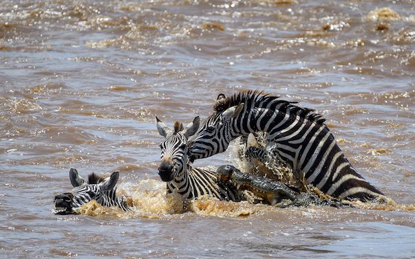 Safari in Serengeti National Park | Wilderness