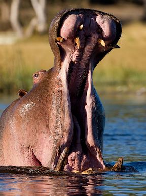 Wilderness Pelo Botswana Wildlife Hippo