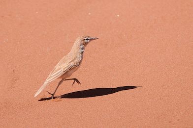 Wilderness Namibia Wildlife Dune Lark