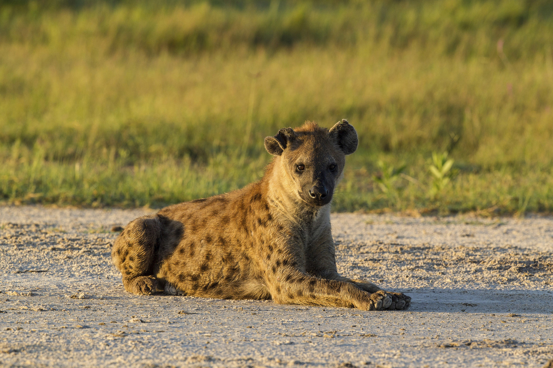 Hyena nevis sale