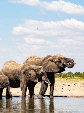 Wilderness Linkwasha Zimbabwe Wildlife Elephant