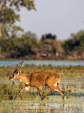 Wilderness Jacana Botswana Wildlife Sitatunga
