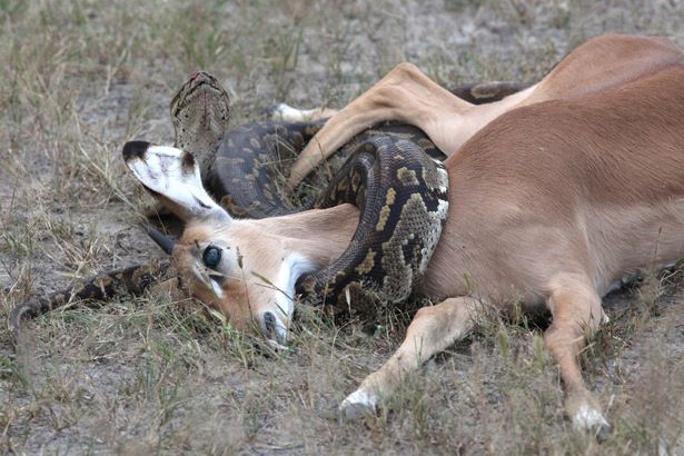 African Rock Python Swallows an Impala | Wilderness