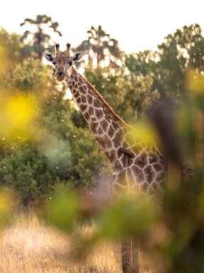 Wilderness Chitabe Botswana Wildlife Giraffe