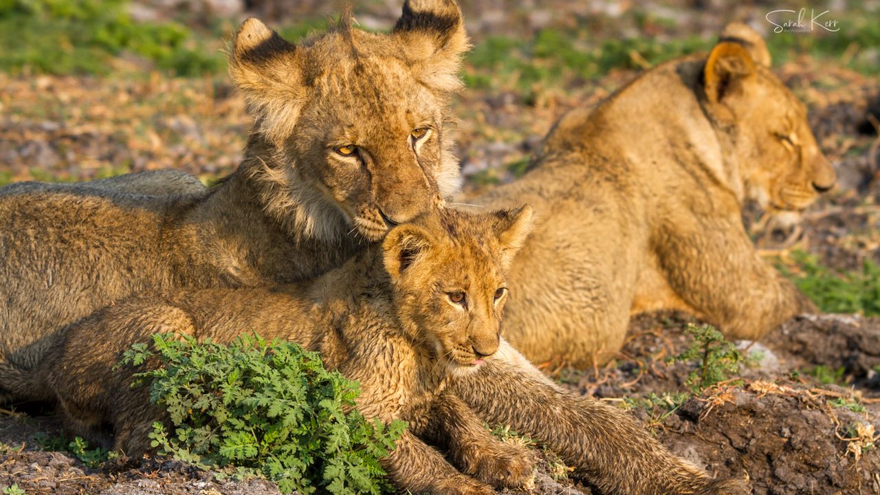 Kafue Joins UNESCO Biosphere Network