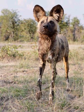 Wilderness Chitabe Botswana Wildlife Wild Dog