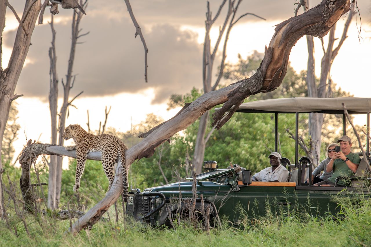 Wilderness Chitabe Botswana Game Drive Leopard in Tree