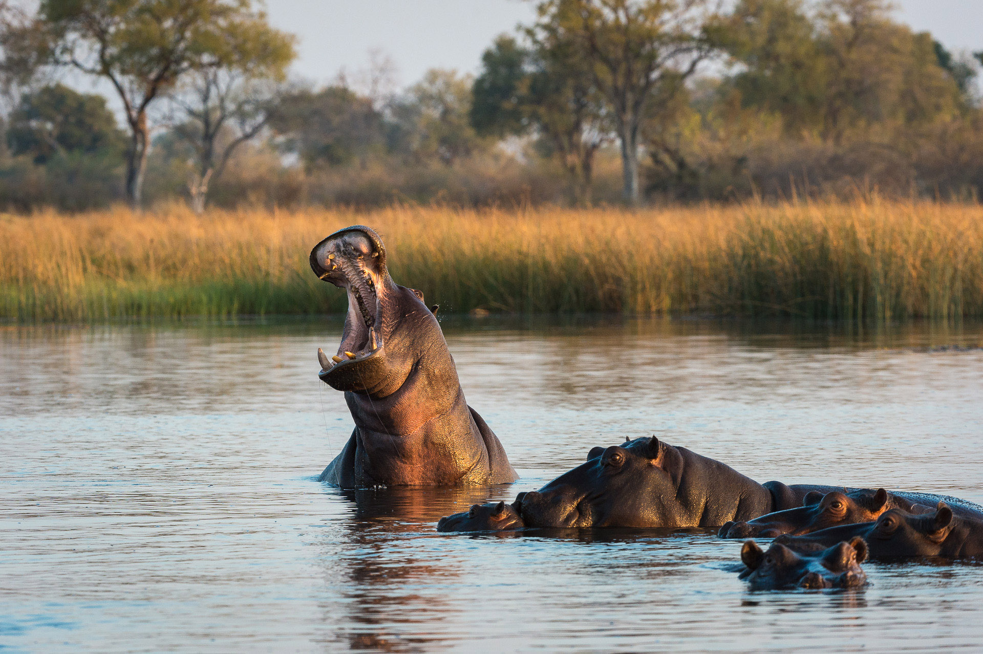 Savuti Camp | Botswana Camps | Wilderness