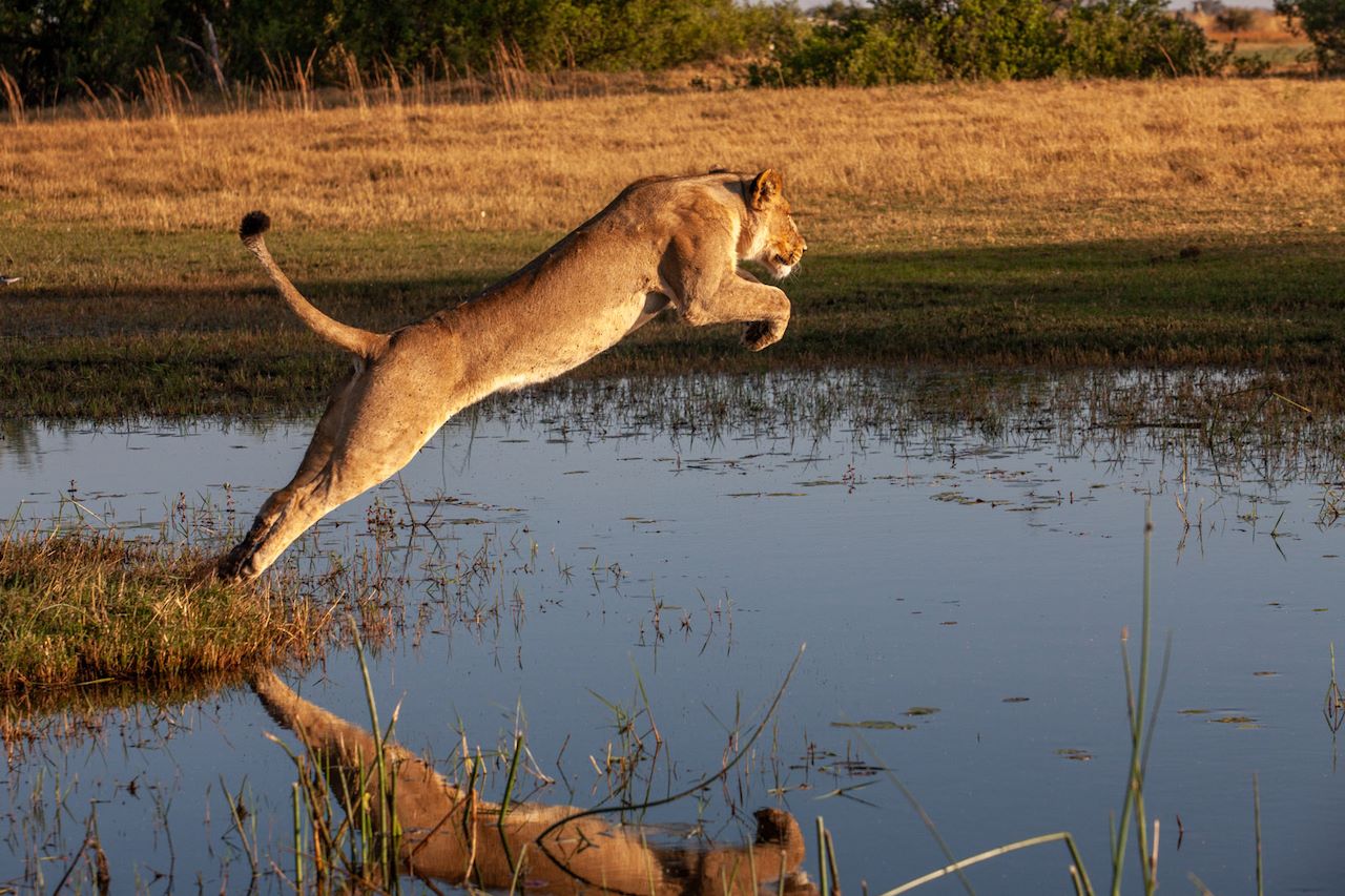 Wilderness Chitabe Botswana Lioning Leaping Over Channel
