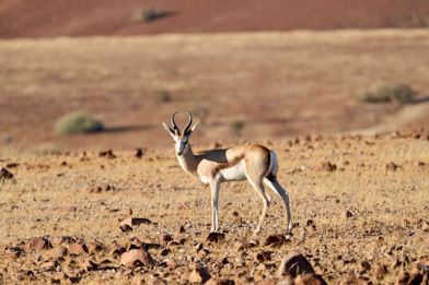 namibia air safari