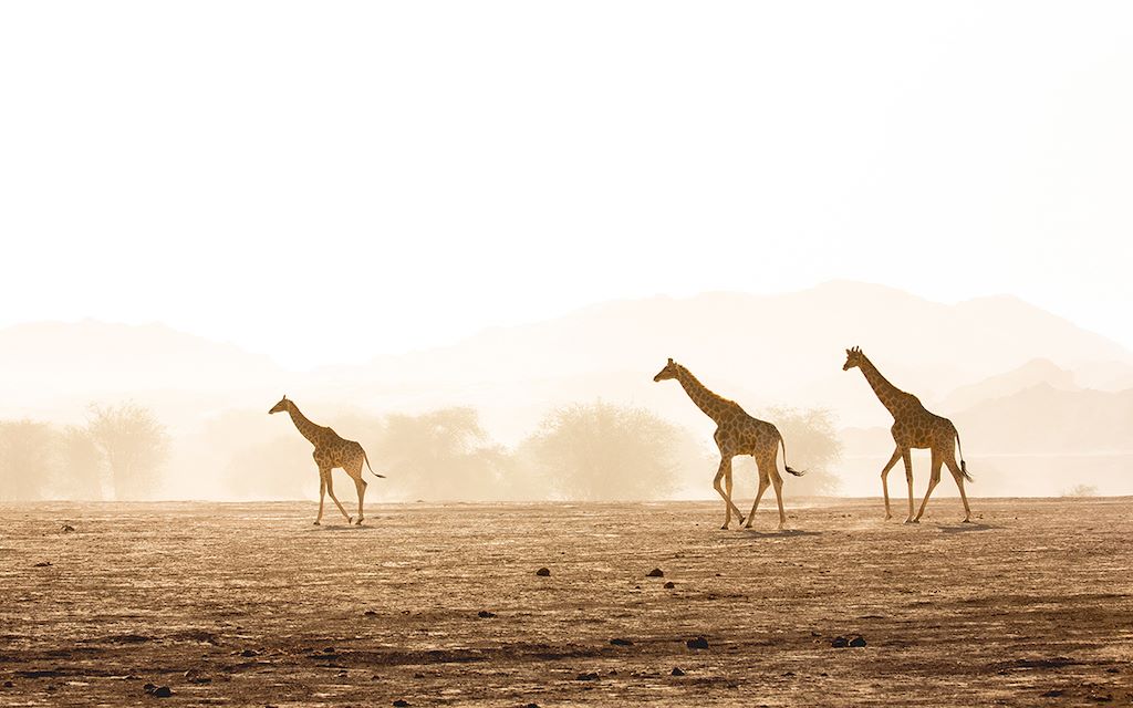 Wilderness Namibia Landscape Giraffe