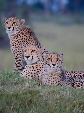 Wilderness Chitabe Botswana Wildlife Cheetah