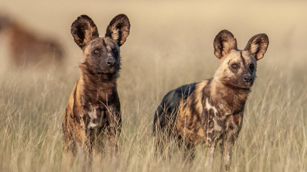 World Painted Dog Day 