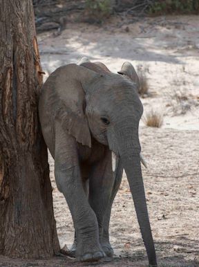 Wilderness Damaraland Camp Namibia Wildlife Elephant