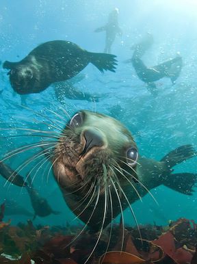 Seal Snorkeling Cape Town Wilderness Touring