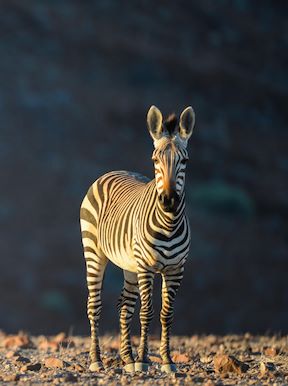 Wilderness Damaraland Camp Namibia Wildlife Zebra