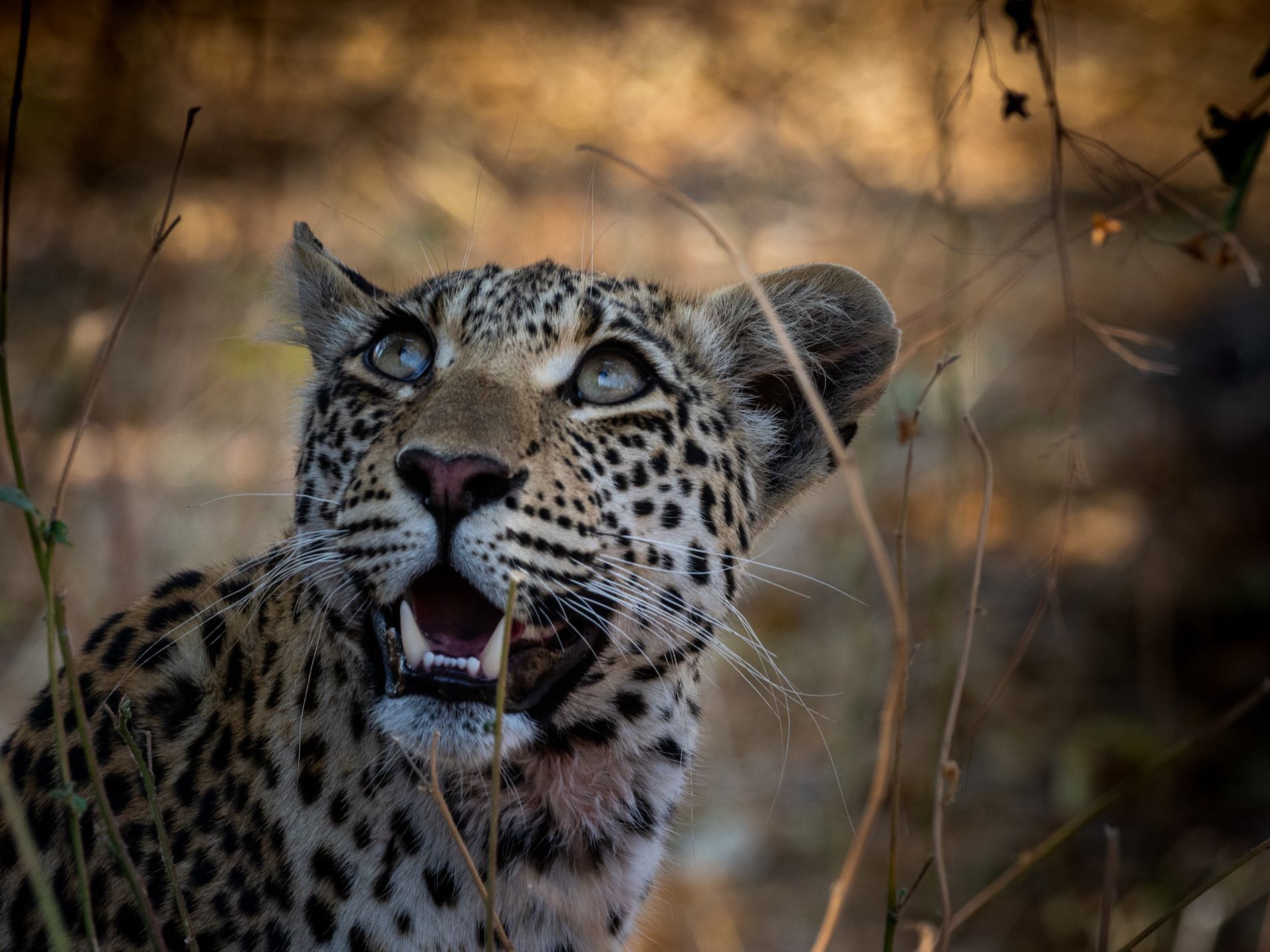 Naledi the leopardess, Mombo