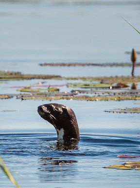 Wilderness Pelo Botswana Wildlife Otter