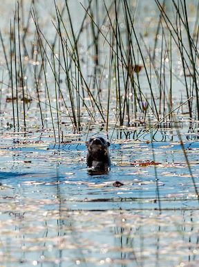 Wilderness Jacana Botswana Wildlife Otter