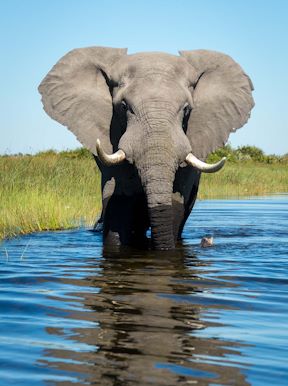 Wilderness Pelo Botswana Wildlife Elephant