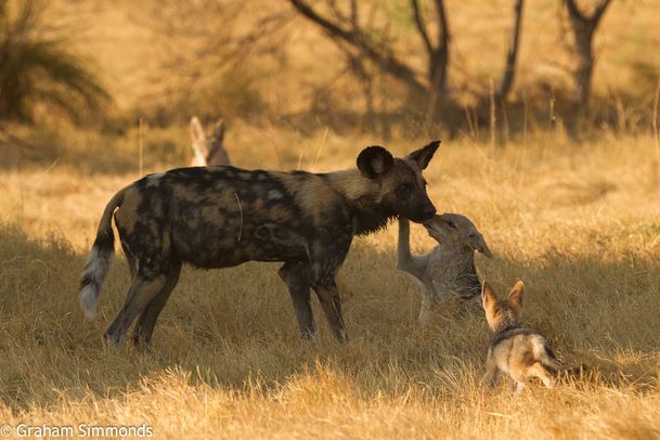 Solo the wild dog with jackals