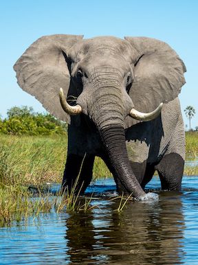 Wilderness Jacana Botswana Wildlife Elephant