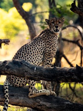 Wilderness Linkwasha Zimbabwe Wildlife Cheetah