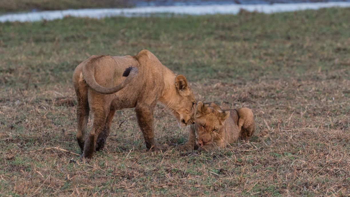 Lion hierarchy in the Busanga Plains | Wilderness Kafue Lions